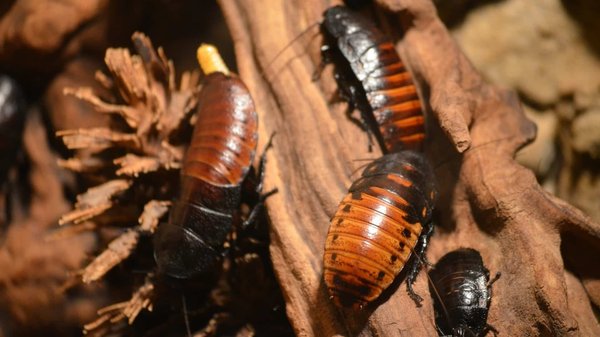 Lutte contre les blattes au Havre : l'utilité de l'expert !