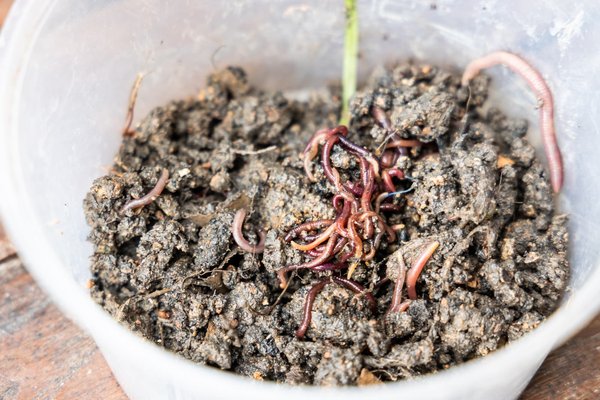 Les Différents Types de Vers de Compost : Comment Choisir les Meilleurs pour Votre Système